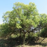 Ejemplar adulto de chilca (Baccharis halimifolia)