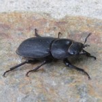 Hembra de ciervo volante (Lucanus cervus)