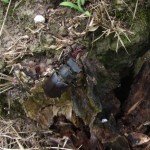 Macho de ciervo volante (Lucanus cervus)