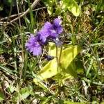Pinguicula grandiflora
