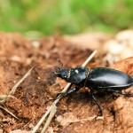 Hembra de ciervo volante (Lucanus cervus)