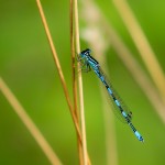 Caballito del diablo (Coenagrion mercuriale)