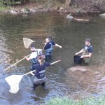 El rescate de peces se hace mediante pesca eléctrica