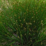 Tricophorum caespitosum (J. Goñi)