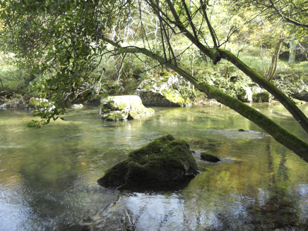 Bosque de galería en el río Miera en la ruta al Pozo Negro