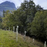 Jóvenes arboles plantados en Cornueva, Rubalcaba