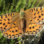 mariposa