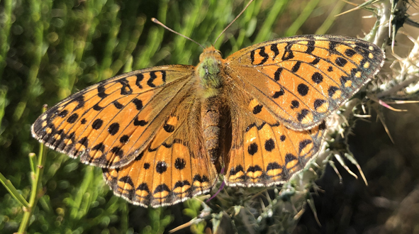 mariposa